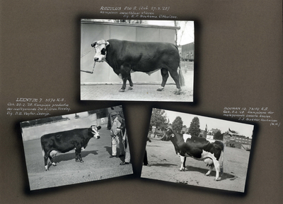 223093 Bladzijde met drie foto's van prijswinnende runderen op de Veetentoonstellingen te Utrecht van 10 tot en met 12 ...